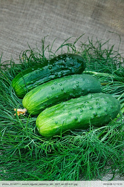 Огурец Застольный F1 0,25 гр цв.п (Био-старт)